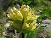 9 gentiana punctata